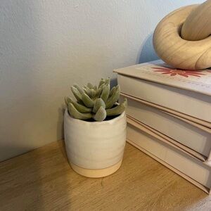Succulent plant